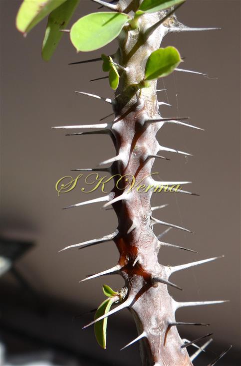  Stem with Stipular spines